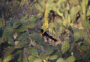 cactus jardín con un vistoso troupial pájaro en eso foto