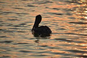 maravilloso ver de un pelícano silueta en agua a amanecer foto