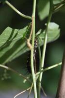 Caterpillar Climbing up the Stem of a Plant photo