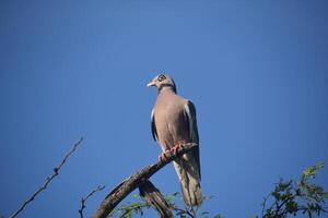 Bare Eyed Pigeon Sitting on Top of a Tree Branch photo