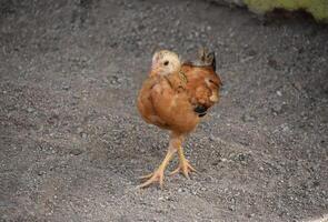 Single Baby Chick Walking in Dirt photo