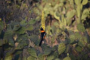 neotropical troupial pájaro Bebiendo néctar desde un flor foto