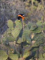 negro y naranja troupial encaramado en un cactus foto