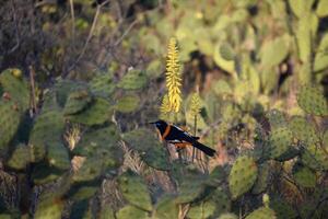 naranja y negro troupial en cactus en aruba foto