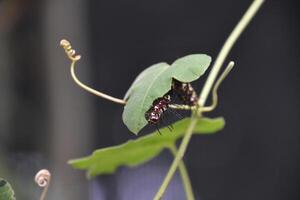 cerca arriba Mira a un oruga en un planta foto