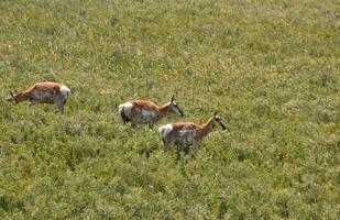 Three Female Pronghorns Grazing in a Field photo