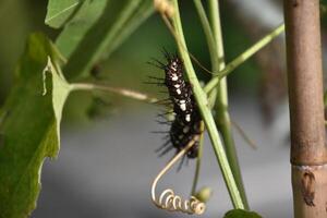 fantástico cerca arriba de un peludo oruga en un planta foto