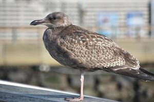 Seagull Standing at Attention on a Rail photo