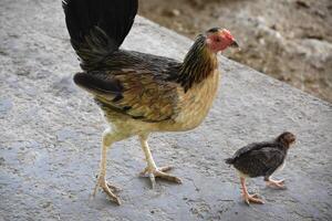 bebé pollo con un mas grande pájaro caminando alrededor foto