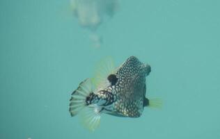 Underwater View of a Pufferfish Swimming Away photo