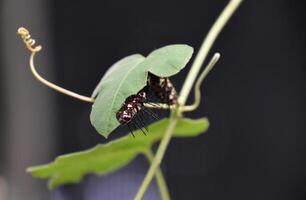 Long Spikes on a Caterpillar Climbing up a Plant photo