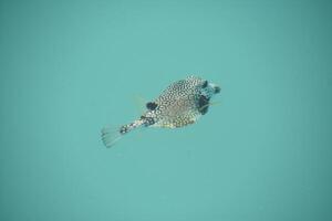 Patterned Fish Swimming Under the Sea with Polka Dots photo