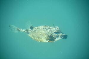 Exotic Tropical Puffer Fish Swimming Under Water photo