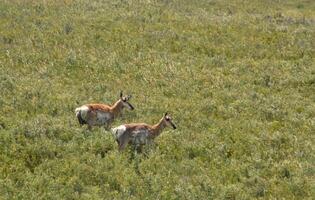 Pair of American Antelope Does on the Plains photo