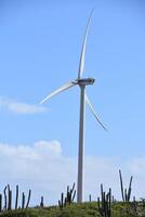 Green Windmill and Turbine Generating Power in Aruba photo