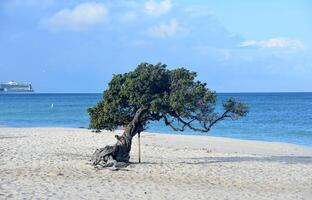 Iconic Divi Tree on a White Sand Beach in Aruba photo