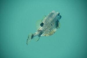 Patterned Puffer Fish Swimming Away Under the Sea photo