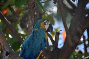 Macaw Parrot Perched in a Tree Top photo