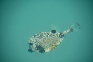 Sensational View of a Puffer Fish Underwater photo