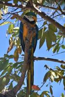 azul y oro guacamayo encaramado en un árbol parte superior foto