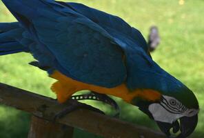 Blue and Gold Macaw Nibbling on His Perch photo