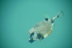 Spotted Puffer Fish Swimming Down in the Ocean photo