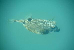 Exotic Puffer Fish Swimming Under the Sea photo