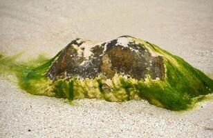 Beach with Algae Rock and White Sand photo