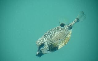 Amazing Puffer Fish Swimming Along Under the Water photo