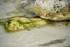 Submerged Rock Coated in Green Algae and Seaweed photo