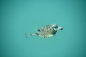 Side View of a Puffer Fish Underwater photo