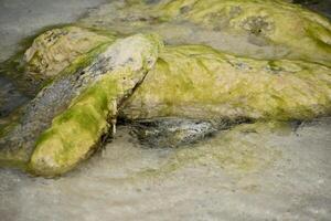 Shallow Waters with Rocks Coated in Moss photo