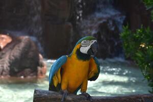 guacamayo loro en un perca con agua detrás él foto