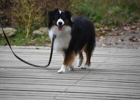 Happy Australian Shepherd Dog with Fluffy Fur photo