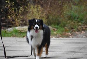Sweet Australian Shepherd Puppy Dog on a Long Leash photo