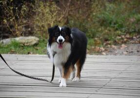 Fantastic Markings on a Small Australian Shepherd photo