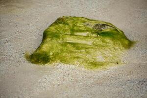 Boulder Coated with Green Mossy Algae photo