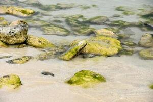 Shallow Waters with Exposed Rocks and Algae photo