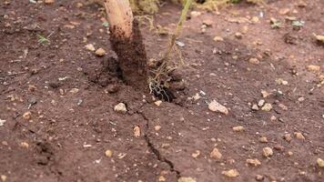 stänga upp hand av senior manlig jordbrukare plantering chili växt grävning på jord med trä pinne video