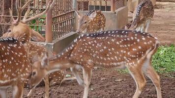 Rusa Totol with the scientific name Axis axis at Zoo in Raguna. Other names are Spotted deer, Chital deer, or Axis deer, is a species of deer native to the Indian subcontinent. Very beautiful. video