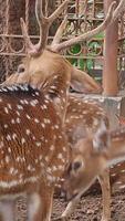 rusa total avec le scientifique Nom axe axe à zoo dans raguna. autre des noms sont Pointé cerf, chital cerf, ou axe cerf, est une espèce de cerf originaire de à le Indien sous-continent. très belle. video