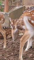 Rusa Totol with the scientific name Axis axis at Zoo in Raguna. Other names are Spotted deer, Chital deer, or Axis deer, is a species of deer native to the Indian subcontinent. Very beautiful. video