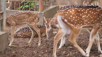 Rusa Totol with the scientific name Axis axis at Zoo in Raguna. Other names are Spotted deer, Chital deer, or Axis deer, is a species of deer native to the Indian subcontinent. Very beautiful. video