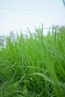 green grass on the sky photo