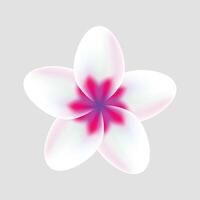 vector realistic detailed spring flower on white background