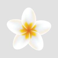 vector realistic detailed spring flower on white background