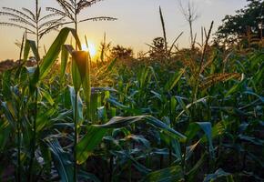 Corn plant in corn field at sunset photo