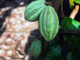 verde cacao vainas crecer en arboles el cacao árbol teobroma cacao con frutas, crudo cacao cacao árbol planta Fruta plantación foto