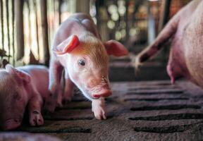 A week-old piglet cute newborn on the pig farm with other piglets, Close-up photo