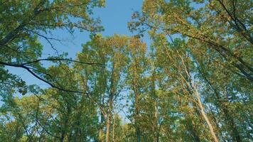 brillant Jaune chêne feuille sur une Contexte de un chêne bosquet de bleu ciel. l'automne des arbres avec d'or Jaune et vert feuilles contre ciel. video